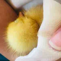 Hệ thống: Trần thi 