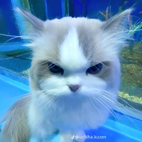 meo meo chồng