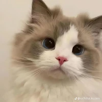 meo meo vợ
