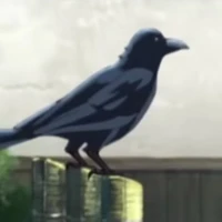 Surai(quạ của sashimi)