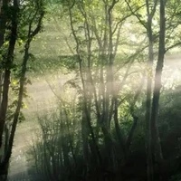 t/g