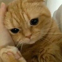 meo meo Zuu
