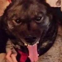 Chó hàng xóm