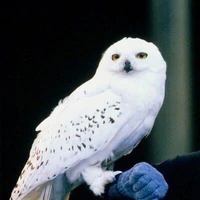 Hedwig 