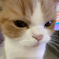 toi là tác giả