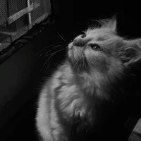Mèo