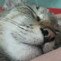 Đẻo Mì đau lưng