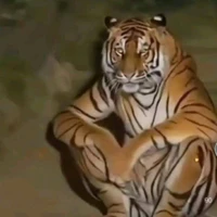 TG bị lé