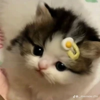 Yoii