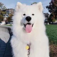 Chó Samoyed 