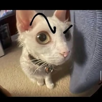 tác giả thẳng băng như thước dẻo