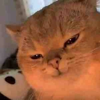 Thỏ thúiiiii