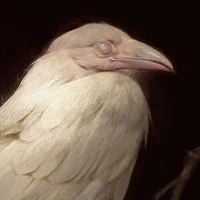 Linh thú cảnh giới Số 8 ( Rat )