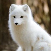 Vương Dịch (bản thú)