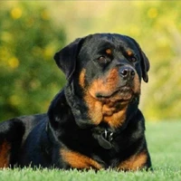 Duke