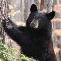 Gấu Lớn ( Quang Anh. )