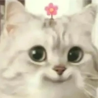 vai nào cũng được