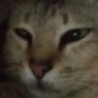 Simp lỏ mấy bé meow🐰