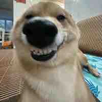 chó vàng xào nướng ( hệ thống )