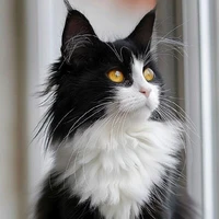 Quang Hùng - Dạng Mèo