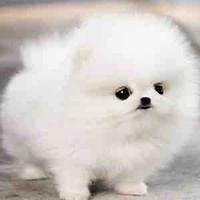 Casper