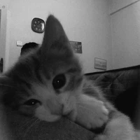 Meowlly