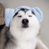 Chú chó cute