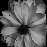 Con Lài ( Người hầu trong phủ )