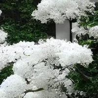 nhân vật phụ
