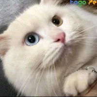 Bống