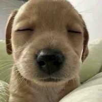 Tác giả đẹp chó 🐶 