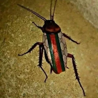 gián gu cờ ci😎