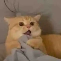 con ká không biết bơi