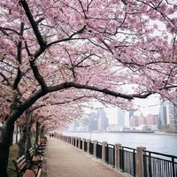 Nguyễn Thị Huyền Trân [ t/g ]