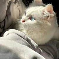 Yurii • hana <t/g>