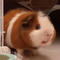 chuột -🐭