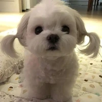 Gâu Gâu vợ