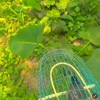 bùi lương khải tuệ