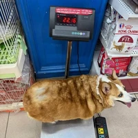 Tác giả đêy - Cá d@m