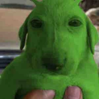 Chó của alien