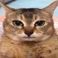 Những người còn lại