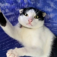 Tác Giả Loading....⭕