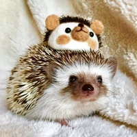 Cọng lông đầu của YW