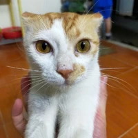 Nhỏ tác giả tên là Soyoung🌷