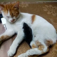 All (trừ Duy)