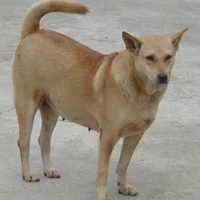 chờ o cho sắc chó