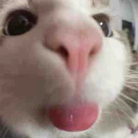 Mèo