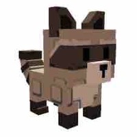 Racoon