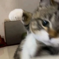 đủ các toon (trừ mẹ nào thì tùy)