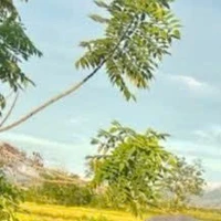 Bờ Anh